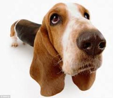 basset